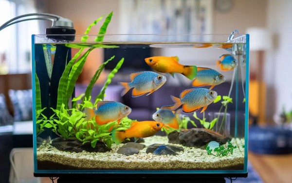 Xử lý sự cố thường gặp khi nuôi cá mún