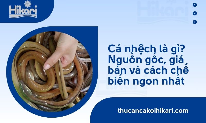 Cá nhệch là gì? Nguồn gốc, giá bán và cách chế biến ngon nhất