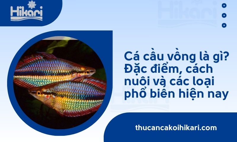 Cá cầu vồng là gì? Đặc điểm, cách nuôi và các loại phổ biến hiện nay