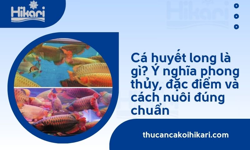 Cá huyết long​ là gì? Ý nghĩa phong thủy, đặc điểm và cách nuôi