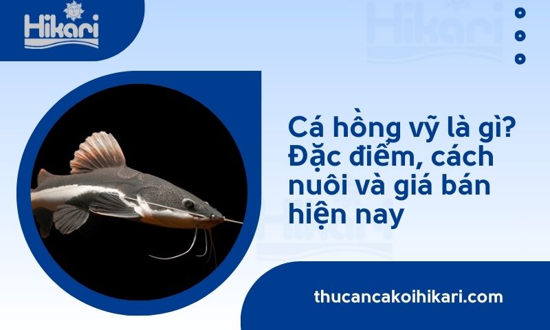 Cá hồng vỹ là gì? Đặc điểm, cách nuôi và giá bán hiện nay