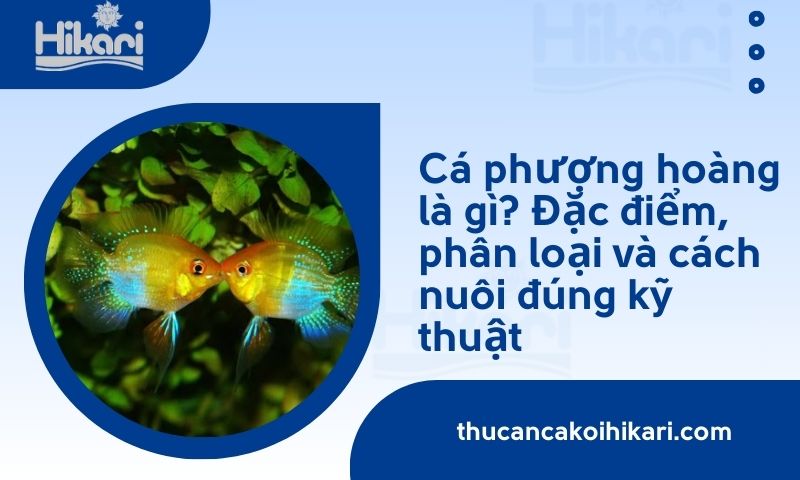 Cá phượng hoàng​ là gì? Đặc điểm, phân loại và cách nuôi đúng