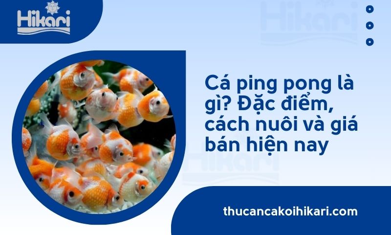 Cá ping pong là gì? Đặc điểm, cách nuôi và giá bán hiện nay