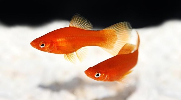 Câu hỏi thường gặp về cá mún