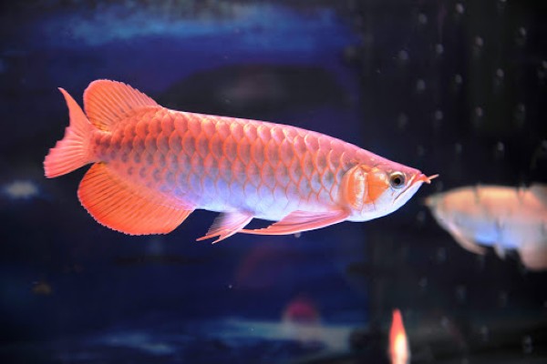 Chia sẻ kinh nghiệm từ người nuôi cá huyết long Chia sẻ kinh nghiệm từ người nuôi cá huyết long