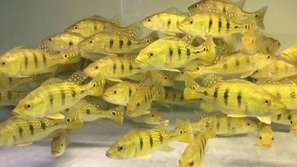Câu hỏi thường gặp về cá Hoàng Bảo Yến Câu hỏi thường gặp về cá Hoàng Bảo Yến