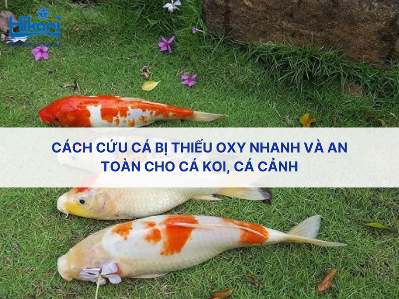 Cách cứu cá bị thiếu oxy nhanh và an toàn cho cá Koi, cá cảnh