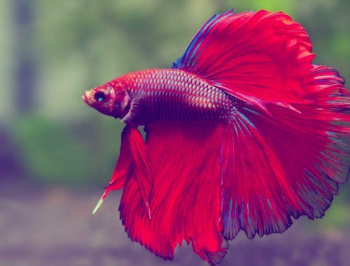 Giới thiệu về cá lia thia Giới thiệu về cá lia thia