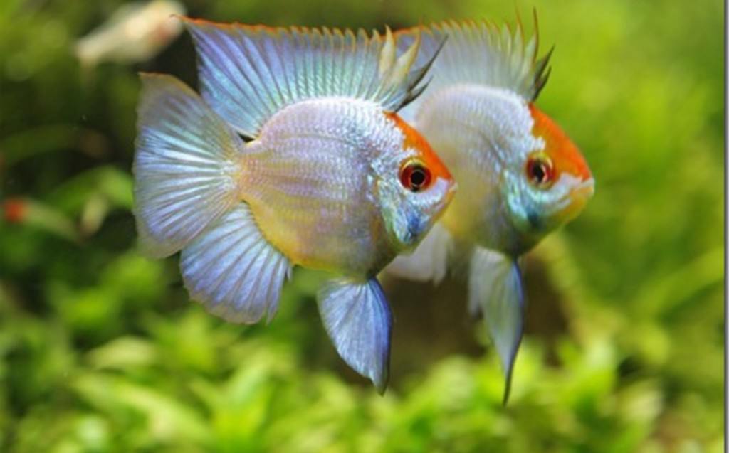 Tổng quan về cá phượng hoàng Tổng quan về cá phượng hoàng