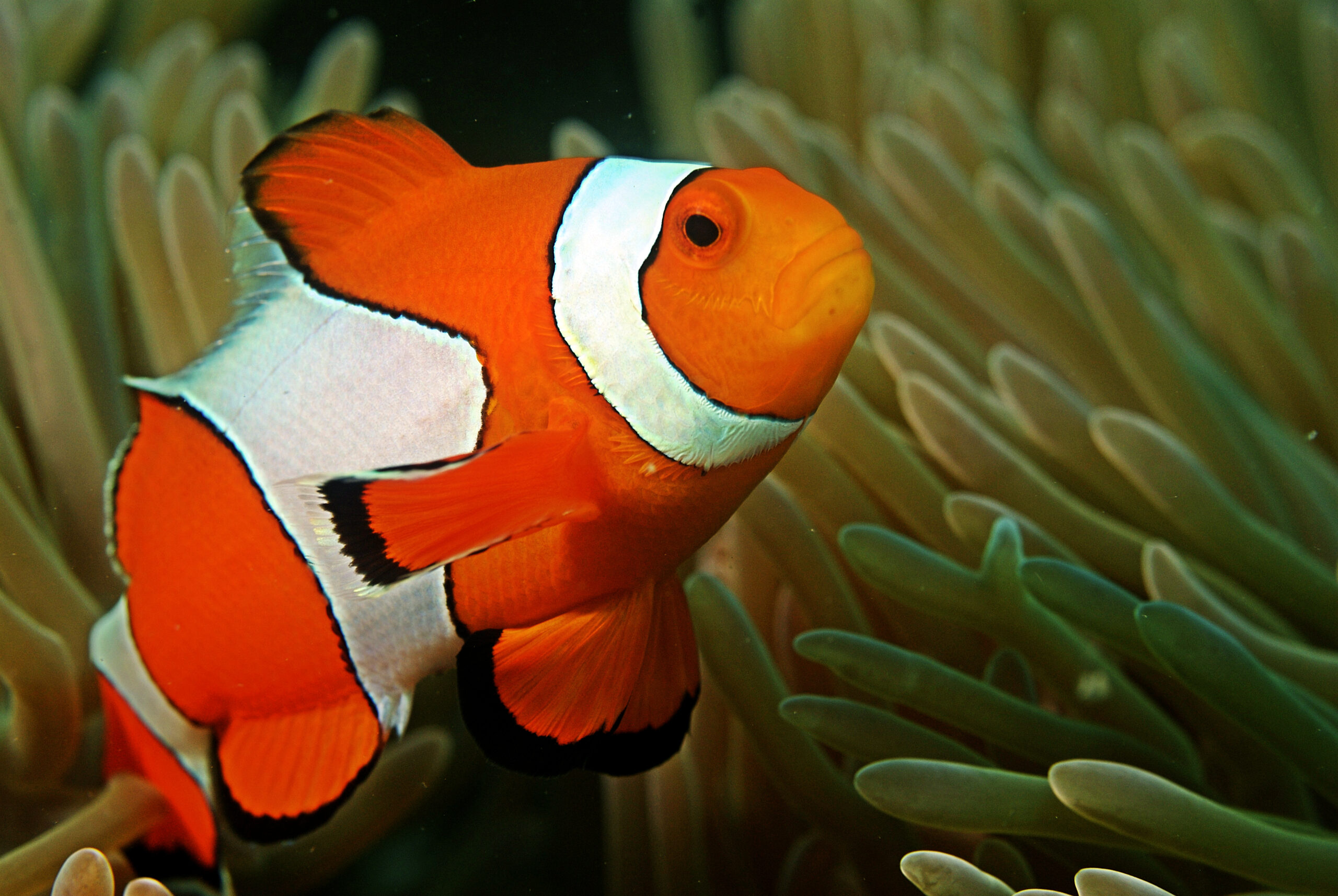 Tổng quan về cá nemo (cá hề) Tổng quan về cá nemo (cá hề)