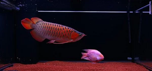 Những lưu ý pháp lý, bảo tồn và trách nhiệm xã hội Những lưu ý pháp lý, bảo tồn và trách nhiệm xã hội