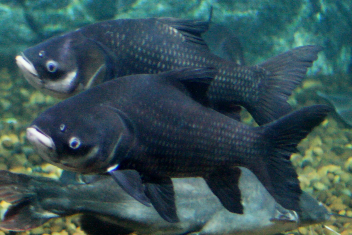 Tổng quan về cá hô​