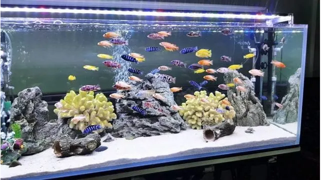 Ứng dụng của cá cánh buồm trong thủy sinh Ứng dụng của cá cánh buồm trong thủy sinh