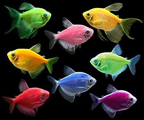 Tổng quan về cá cánh buồm Tổng quan về cá cánh buồm