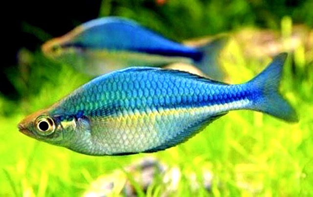 Các bệnh thường gặp ở cá cầu vồng và cách phòng trị Các bệnh thường gặp ở cá cầu vồng và cách phòng trị