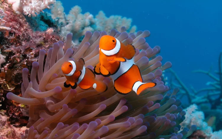 Cách chăm sóc cá nemo trong cuộc sống hàng ngày Cách chăm sóc cá nemo trong cuộc sống hàng ngày