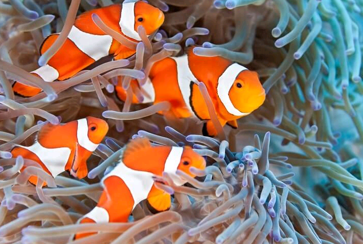 Sinh sản của cá nemo: điều bạn cần biết Sinh sản của cá nemo: điều bạn cần biết