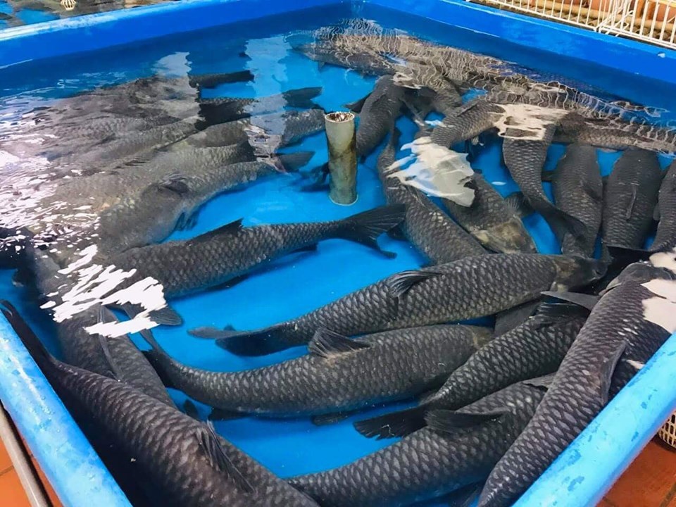 Giá trị và vai trò của cá trắm đen