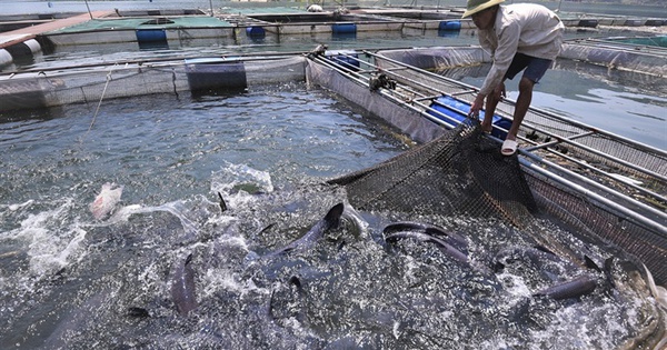 Những điều thú vị về cá hô
