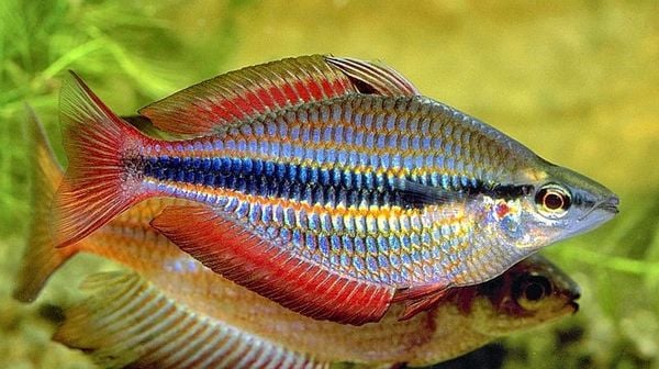 Giới thiệu tổng quan về cá cầu vồng Giới thiệu tổng quan về cá cầu vồng