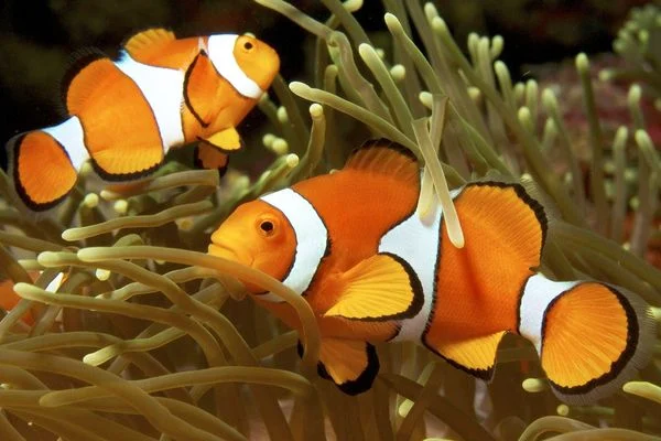 Cách chuẩn bị bể cá nemo đạt chuẩn Cách chuẩn bị bể cá nemo đạt chuẩn