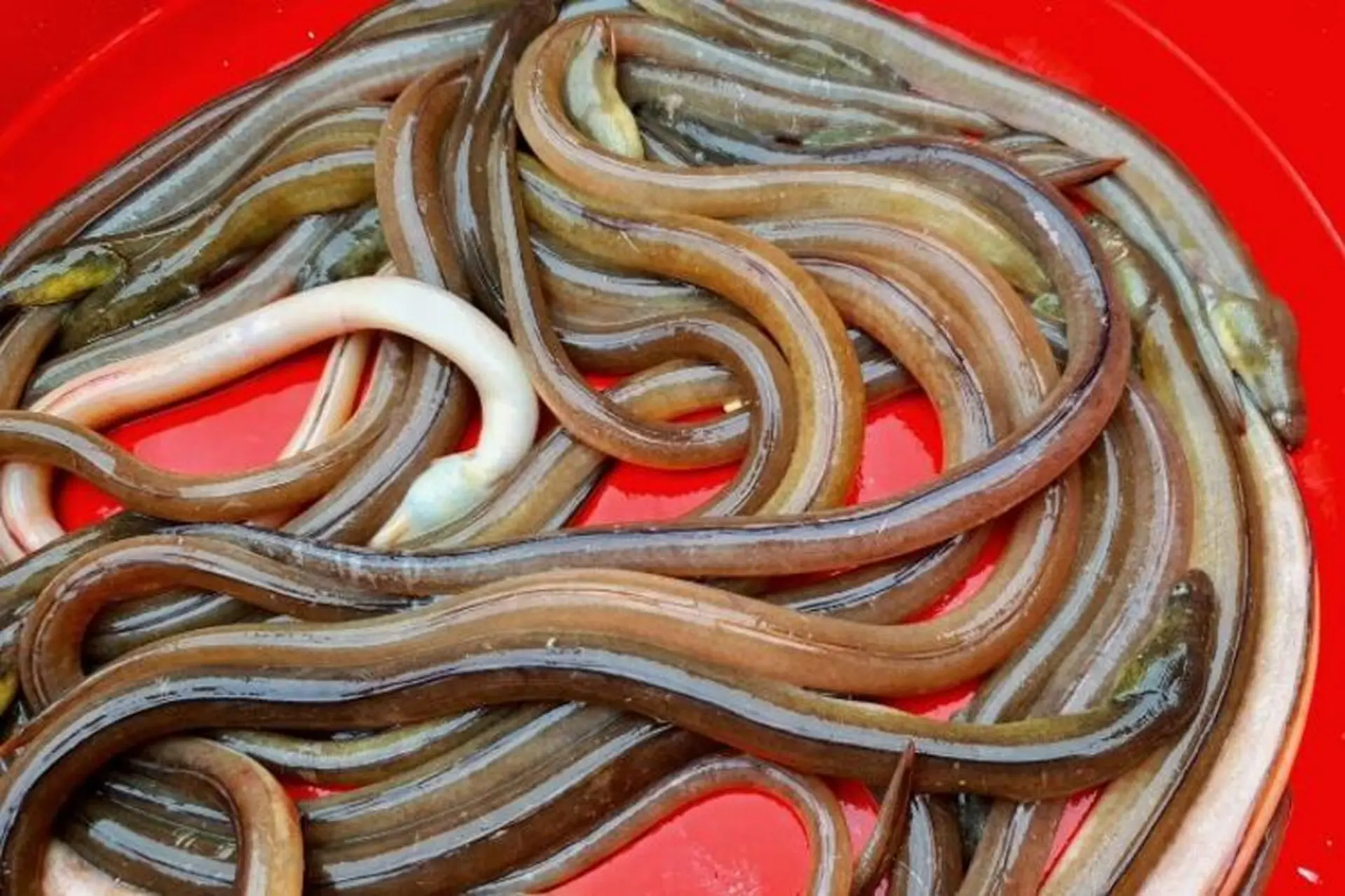 Giới thiệu về cá nhệch Giới thiệu về cá nhệch