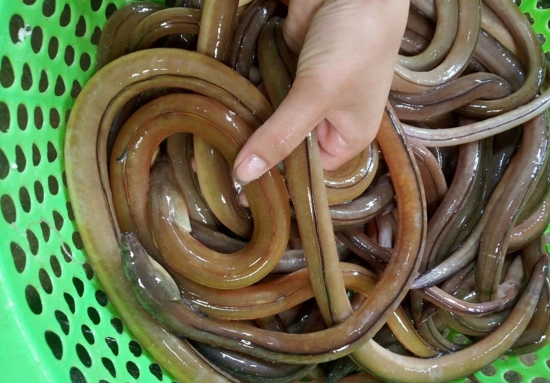Môi trường sống và phân bố Môi trường sống và phân bố