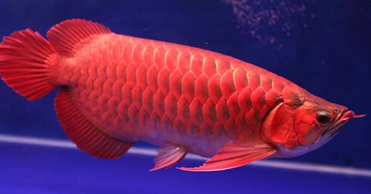 Đặc điểm sinh học và nhận diện cá huyết long Đặc điểm sinh học và nhận diện cá huyết long