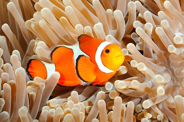 Quy trình thiết lập bể cá nemo chi tiết Quy trình thiết lập bể cá nemo chi tiết