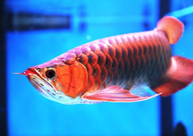 Chia sẻ kinh nghiệm thực tế nuôi cá huyết long thành công Chia sẻ kinh nghiệm thực tế nuôi cá huyết long thành công