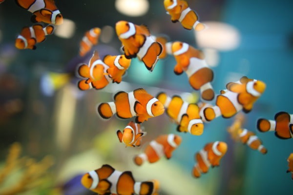 Dinh dưỡng và hệ sinh thái cộng sinh giữa cá nemo và hải quỳ Dinh dưỡng và hệ sinh thái cộng sinh giữa cá nemo và hải quỳ