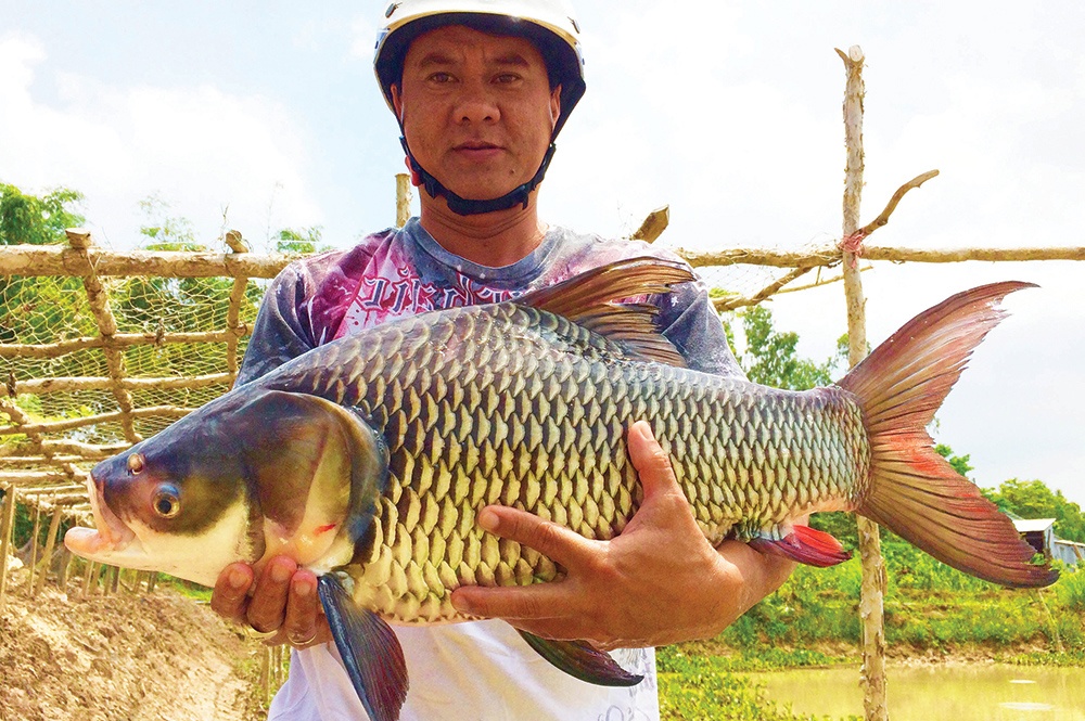 Giá trị kinh tế của cá hô