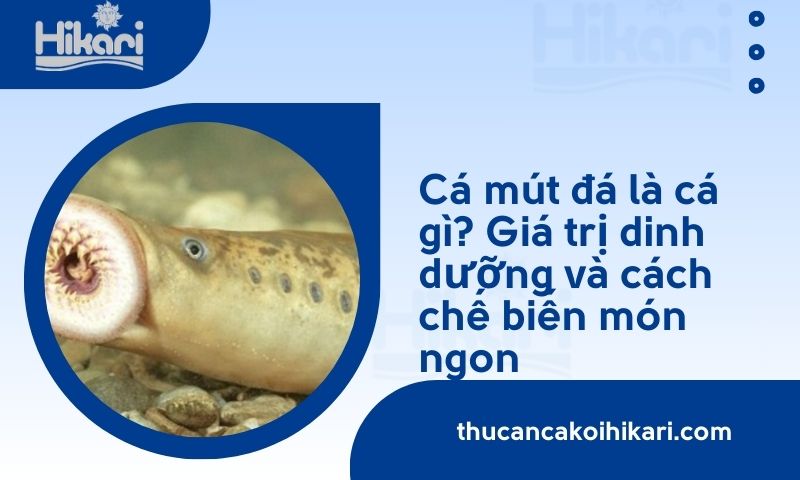 Cá mút đá là cá gì? Giá trị dinh dưỡng và cách chế biến món ngon