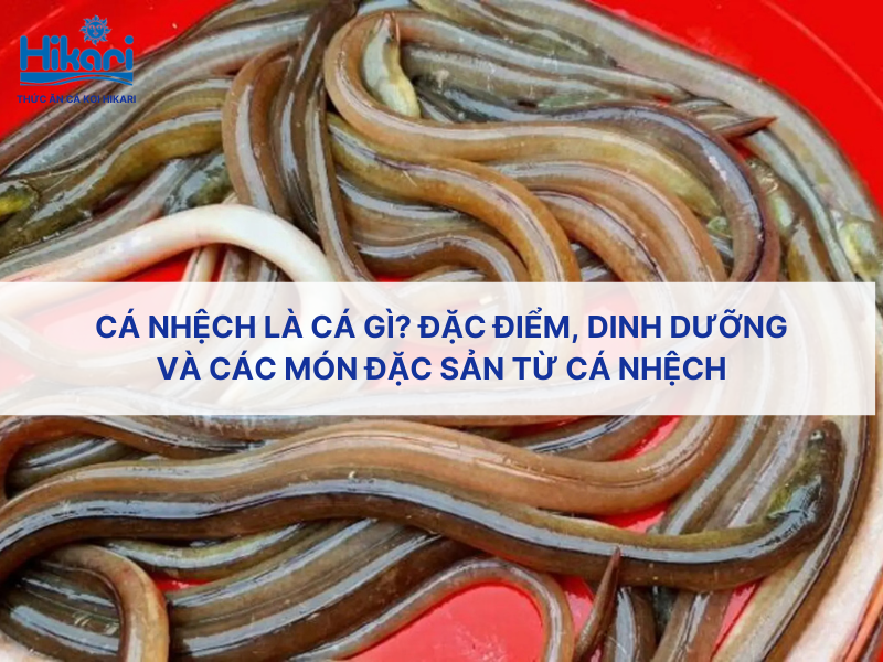 Cá nhệch là cá gì? Đặc điểm, dinh dưỡng và các món đặc sản từ cá nhệch