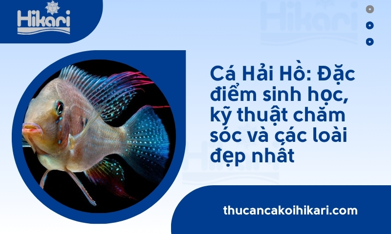 Cá Hải Hồ: Đặc điểm sinh học, kỹ thuật chăm sóc và các loài đẹp nhất