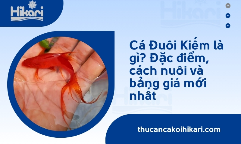 Cá Đuôi Kiếm là gì? Đặc điểm, cách nuôi và bảng giá mới nhất