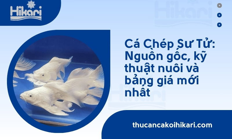 Cá Chép Sư Tử: Nguồn gốc, kỹ thuật nuôi và bảng giá mới nhất