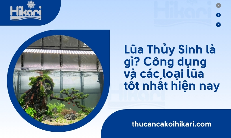 Lũa Thủy Sinh là gì? Công dụng và các loại lũa tốt nhất hiện nay