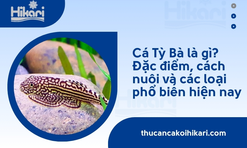 Cá Tỳ Bà là gì? Đặc điểm, cách nuôi và các loại phổ biến hiện nay