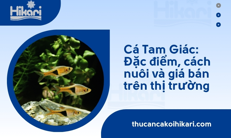 Trang chủ 25 Cá Tam Giác: Đặc điểm, cách nuôi và giá bán trên thị trường