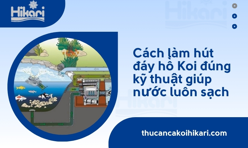 Cách làm hút đáy hồ Koi đúng kỹ thuật giúp nước luôn sạch