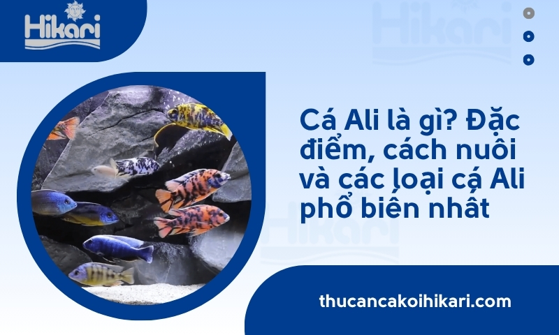 Cá Ali là gì? Đặc điểm, cách nuôi và các loại cá Ali phổ biến nhất