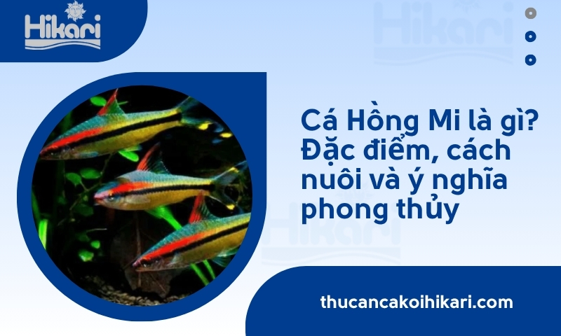 Cá Hồng Mi là gì? Đặc điểm, cách nuôi và ý nghĩa phong thủy