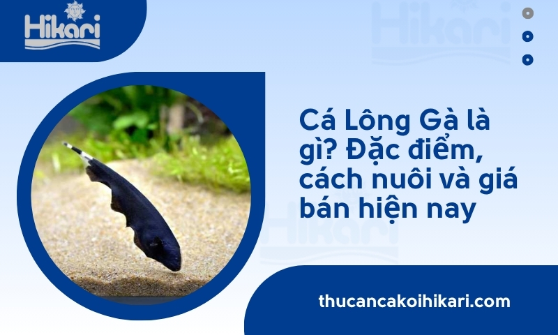 Trang chủ 25 Cá Lông Gà là gì? Đặc điểm, cách nuôi và giá bán hiện nay