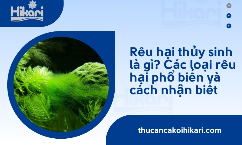 Rêu hại thủy sinh là gì? Các loại rêu hại phổ biến và cách nhận biết