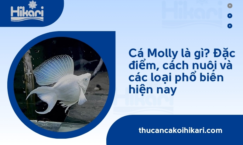 Cá Molly là gì? Đặc điểm, cách nuôi và các loại phổ biến hiện nay