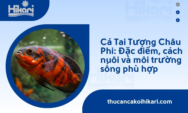 Cá Tai Tượng Châu Phi: Đặc điểm, cách nuôi và môi trường sống phù hợp