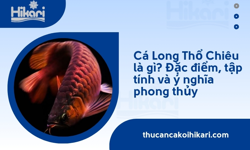 Trang chủ 25 Cá Long Thổ Chiêu là gì? Đặc điểm, tập tính và ý nghĩa phong thủy