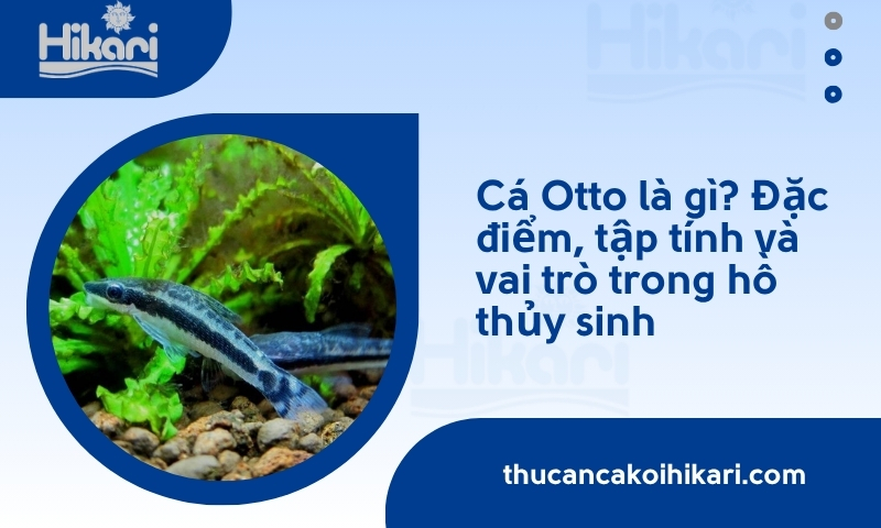 Cá Otto là gì? Đặc điểm, tập tính và vai trò trong hồ thủy sinh