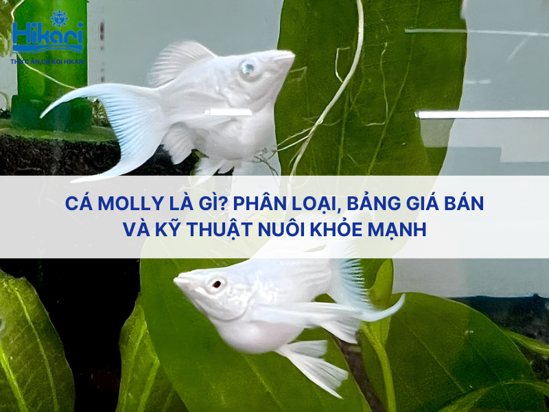 Cá Molly là gì? Phân loại, bảng giá bán và kỹ thuật nuôi khỏe mạnh